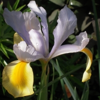 Monet Iris