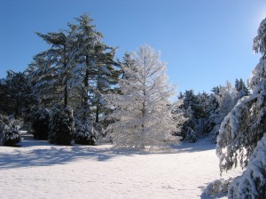 Arboretum Snow Tree