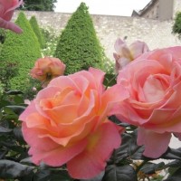 Roses-at-Rodin-Museum