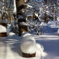 Snow on Flower Pots