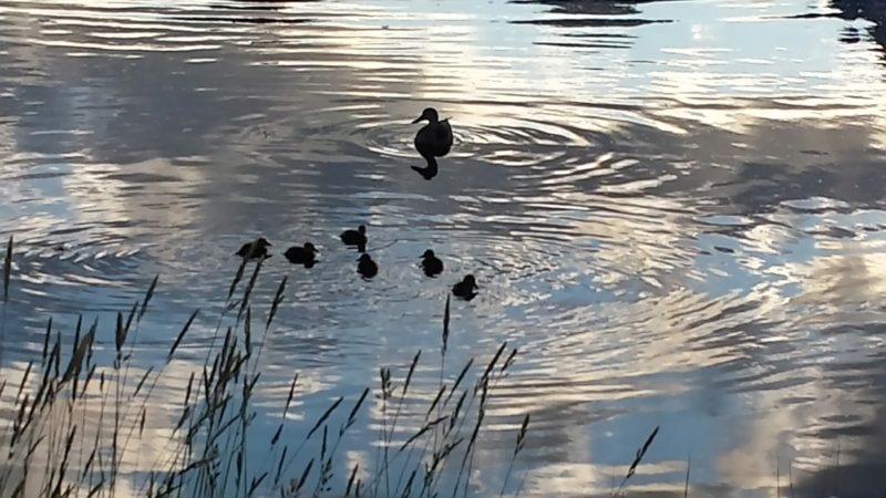 Tetons Ducklings Reflections