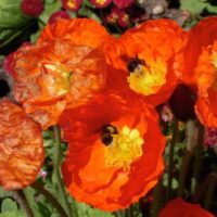 bees-in-poppies-1