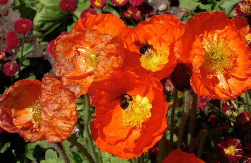 bees-in-poppies-1