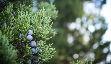 cedar-berries-focus